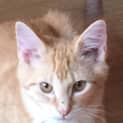Photo of Leonardo (Located In Brighton)