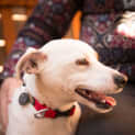 Photo of Spike