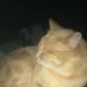 Photo of Chance