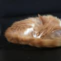 Photo of Ferdinand (Located In Bentleigh East)