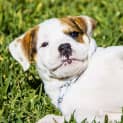 Photo of Josie   Lab X Mastiff Puppy (On Trial 22/9/2017)