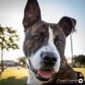 Photo of Buckley ~ Staffy (On Trial 8/10/17)