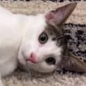 Photo of Paddy (Meet Me At Neko Hq Preston)