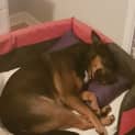 Photo of Willow