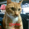 Photo of Dorito