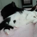 Photo of Maui **2nd Chance Cat Rescue**