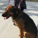 Photo of Bear ~ Mixed Breed