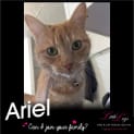 Photo of Ariel