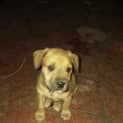 Photo of Bandit