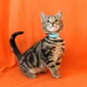 Photo of Basil