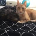 Photo of Marley & Pumpkin
