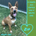 Photo of Zip ~ Cattle Dog X Kelpie (On Trial 25/11/17)