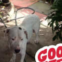 Photo of Darling Dotti Av991