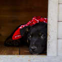 Photo of Chevy ~ Border Collie X Kelpie Pup (Pend. Adoption