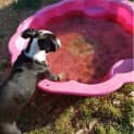 Photo of Marley ~ Kelpie X Staffy (On Trial 7/10/17)