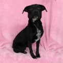 Photo of Bella