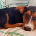 Photo of Cooper