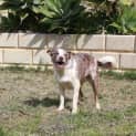 Photo of Joy (Md0001)