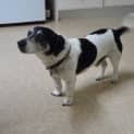 Photo of Spike (Md0004)