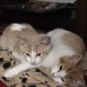 Photo of Pumpkin