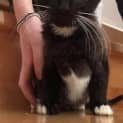 Photo of Tyrell (Meet Me At Vets On Parker Templestowe)