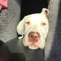 Photo of Rose