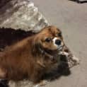 Photo of Rubi ... Assisted Rehome