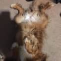 Photo of Rubi ... Assisted Rehome