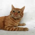 Photo of Puddy