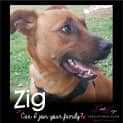 Photo of Zig