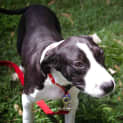 Photo of Kota ~ Bull Arab X Koolie X Dane (On Trial 28/12)