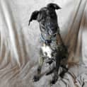 Photo of Hera