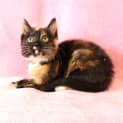 Photo of Missy