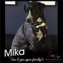 Photo of Mika