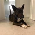 Photo of Tara **Adoption Pending**
