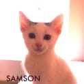 Photo of Samson