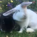 Photo of Jet & Gracie
