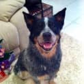 Photo of Angus ~ Blue Heeler (On Trial 30/12/2017)