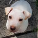 Photo of Peepers