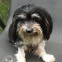 Photo of Annie