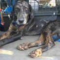 Photo of Tippy