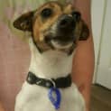 Photo of Lucy ~ Jack Russell X (On Trial 15/12/2017)