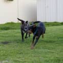 Photo of Ash ~ Kelpie X (On Trial 3/1/2018)