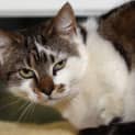 Photo of Kobi The Big Plushy Touchable Cat