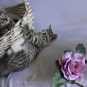 Photo of Tiger Tilly