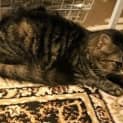 Photo of Kitty