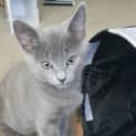 Photo of Smokey "Located In Watsonia"