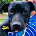 Photo of Quinn
