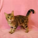 Photo of Maple