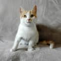 Photo of Meggs